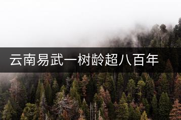 云南易武一樹齡超八百年古茶樹死亡，當(dāng)?shù)卦磕杲M織村民拜謁