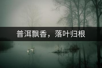 普洱飄香，落葉歸根