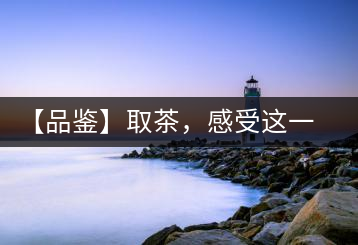 【品鑒】取茶，感受這一輪鳳起古茶的魅力
