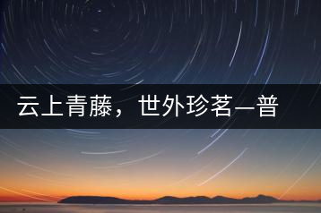 云上青藤，世外珍茗—普秀百年藤條茶即將上市