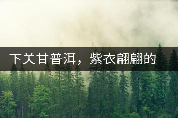 下關(guān)甘普洱，紫衣翩翩的綺麗小餅