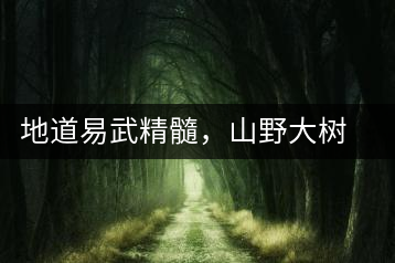 地道易武精髓，山野大樹(shù)珍品—普秀易武生態(tài)喬木圓茶即將上市