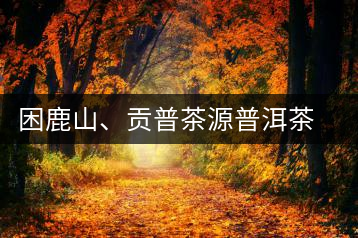 困鹿山、貢普茶源普洱茶羊城受熱捧