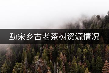 勐宋鄉(xiāng)古老茶樹資源情況