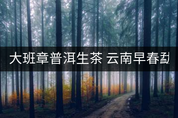 大班章普洱生茶 云南早春勐海古樹(shù)生茶357g七子餅普洱大葉種 餅茶