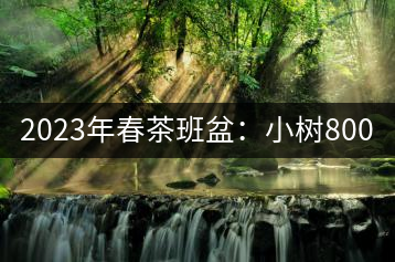 2023年春茶班盆：小樹(shù)800元／公斤，古樹(shù)1600-2200元／公斤