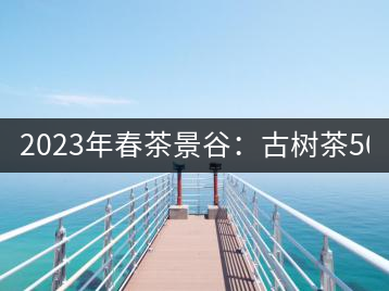2023年春茶景谷：古樹茶500-600元／公斤，紫芽茶300-480元／公斤，白芽茶1200-2000元／公斤。
