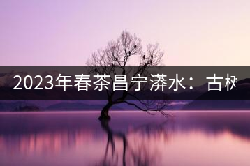 2023年春茶昌寧漭水：古樹混采純料480-600元／公斤，大樹360-420元／公斤，臺(tái)地260-300元／公斤，古樹單株均價(jià)880-1200元／公斤。