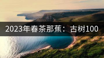 2023年春茶那蕉：古樹1000-1500元／公斤，中樹600-800元／公斤