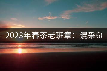 2023年春茶老班章：混采6000-8000元／公斤，挑采：12000元／公斤