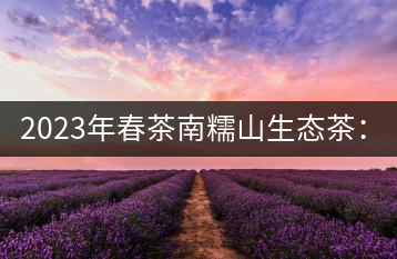 2023年春茶南糯山生態(tài)茶：200-300元／公斤，古樹：900-1500元／公斤