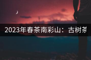 2023年春茶南彩山：古樹茶2000-2200元／公斤，大樹混采1200-1500元／公斤。