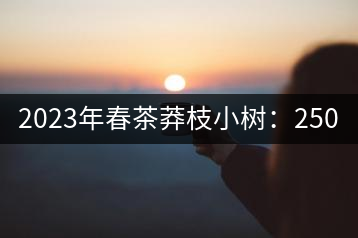 2023年春茶莽枝小樹：250元／公斤， 古樹：1000-1200元／公斤