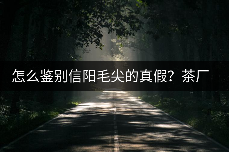怎么鑒別信陽毛尖的真假？茶廠小姐姐親自告訴你茶葉的等級