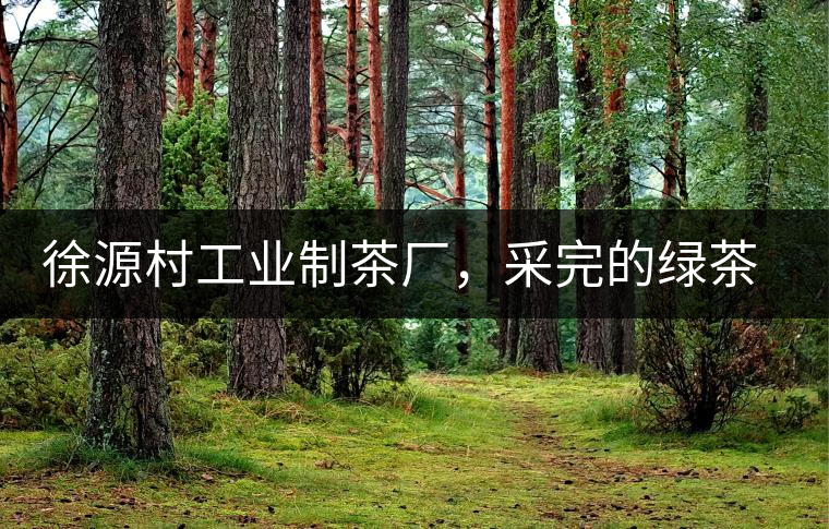 徐源村工業(yè)制茶廠，采完的綠茶都要拿到茶廠加工