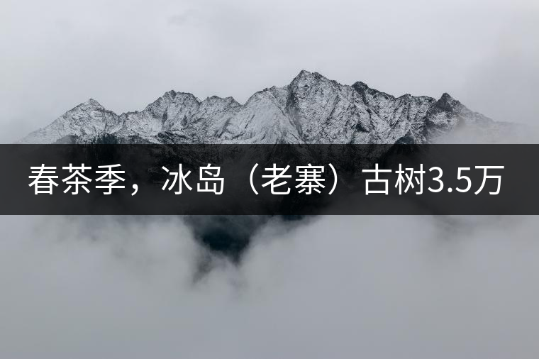 春茶季，冰島（老寨）古樹3.5萬起