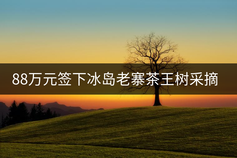 88萬元簽下冰島老寨茶王樹采摘權(quán)，誰說這是“競價(jià)交易”？