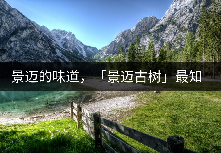 景邁的味道，「景邁古樹」最知道丨賞鑒