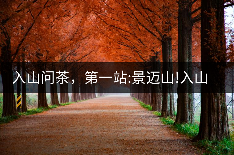 入山問(wèn)茶，第一站:景邁山!入山問(wèn)茶，第一站：景邁山！