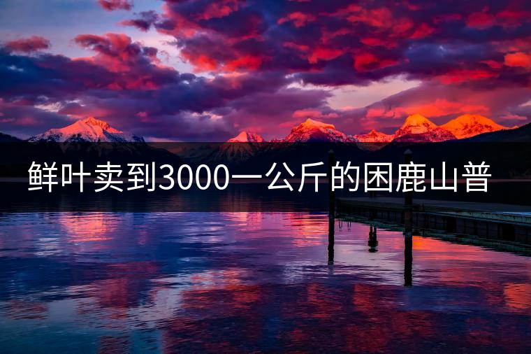 鮮葉賣到3000一公斤的困鹿山普洱茶，口感如何？