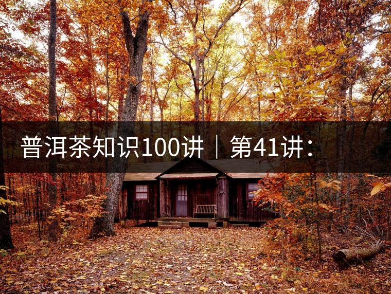 普洱茶知識(shí)100講|第41講:孤獨(dú)的邦崴過(guò)渡型古茶王 普洱茶知識(shí)100講|第41講:孤獨(dú)的邦崴過(guò)渡型古茶王