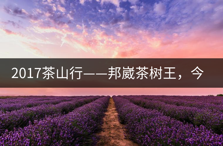 2017茶山行——邦崴茶樹王，今天你是長這樣