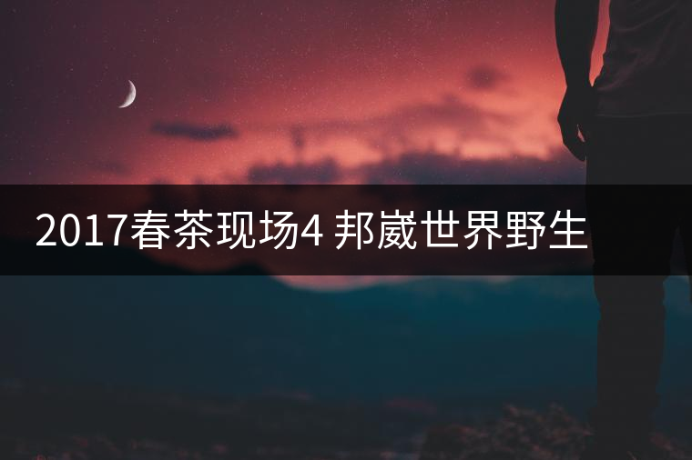2017春茶現(xiàn)場4 邦崴世界野生過渡型茶王長啥樣?之枝丫2017春茶現(xiàn)場4 邦崴世界野生過渡型茶王長啥樣？之枝丫