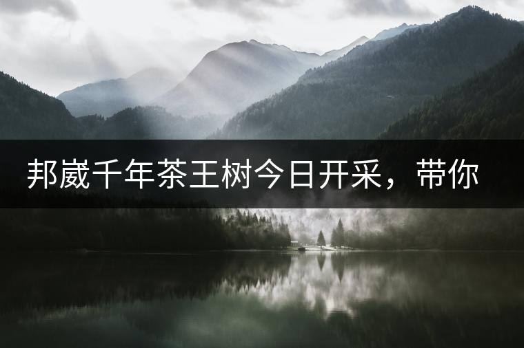 邦崴千年茶王樹今日開采，帶你了解被低估的邦崴古樹茶邦崴千年茶王樹今日開采，帶你了解被低估的邦崴古樹茶