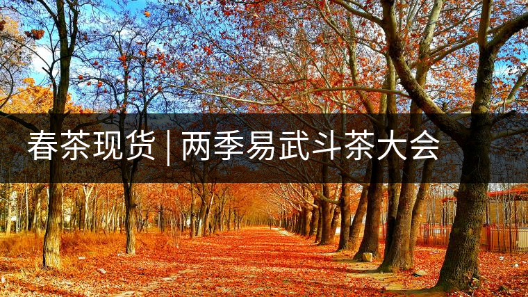 春茶現(xiàn)貨 | 兩季易武斗茶大會(huì)冠軍“落水洞”，茶友評(píng)價(jià)是這樣的