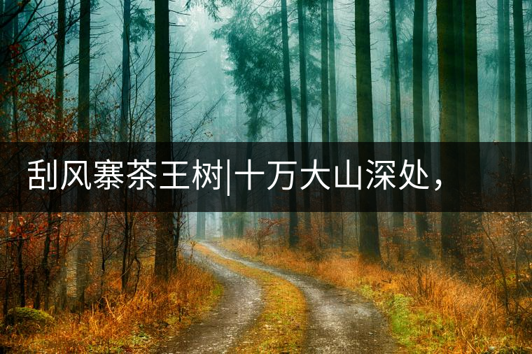 刮風寨茶王樹|十萬大山深處，鮮為人知的王者刮風寨茶王樹｜十萬大山深處，鮮為人知的王者