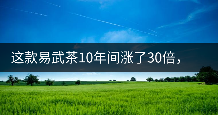 這款易武茶10年間漲了30倍，但已芳蹤罕見