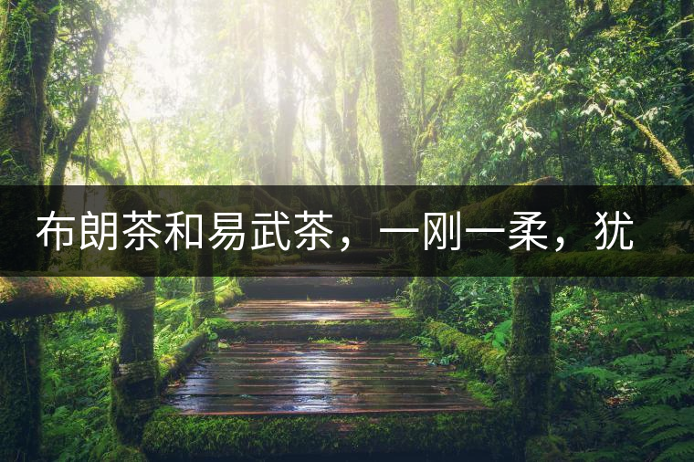 布朗茶和易武茶，一剛一柔，猶如洪拳與太極