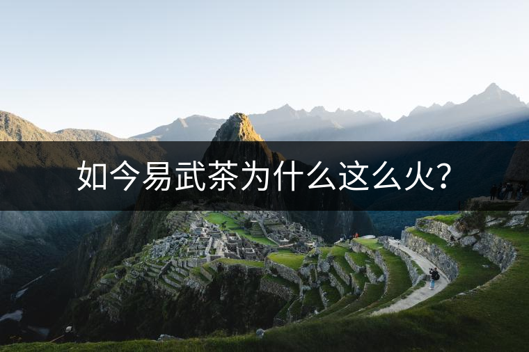 如今易武茶為什么這么火？