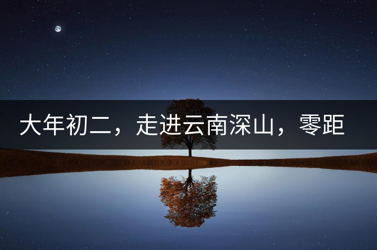 大年初二，走進(jìn)云南深山，零距離接觸古茶樹(shù)