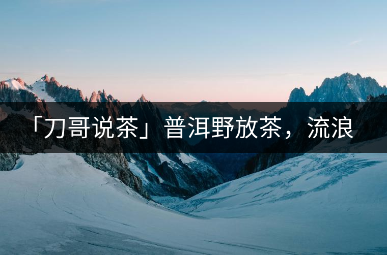 「刀哥說茶」普洱野放茶，流浪狗的春天