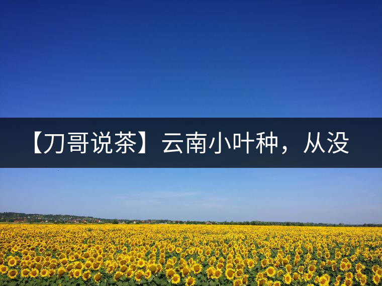 【刀哥說茶】云南小葉種，從沒落到回歸