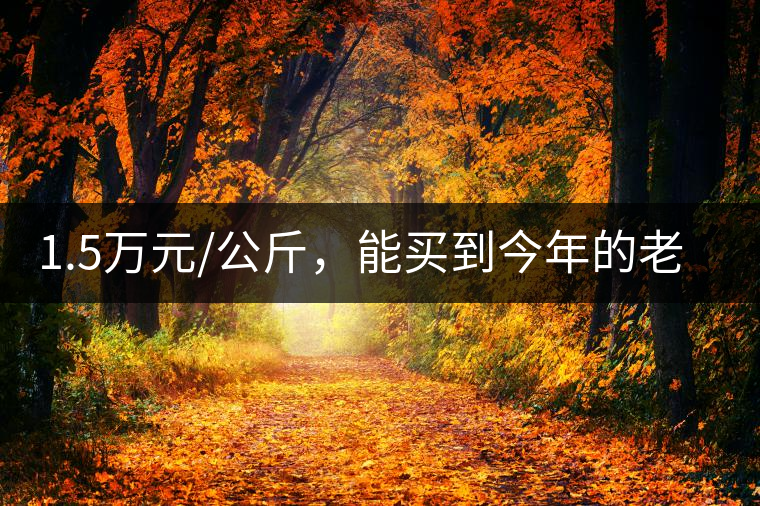 1.5萬元/公斤，能買到今年的老班章古樹茶嗎?1.5萬元/公斤，能買到今年的老班章古樹茶嗎？