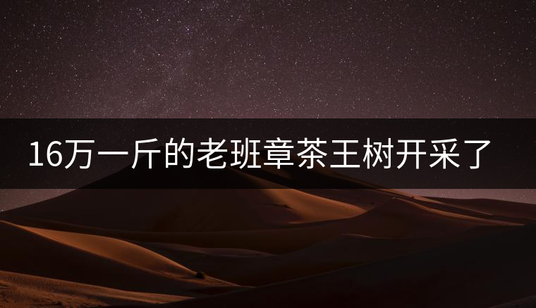 16萬一斤的老班章茶王樹開采了，茶友果斷拉了一車現(xiàn)金去...16萬一斤的老班章茶王樹開采了，茶友果斷拉了一車現(xiàn)金去！