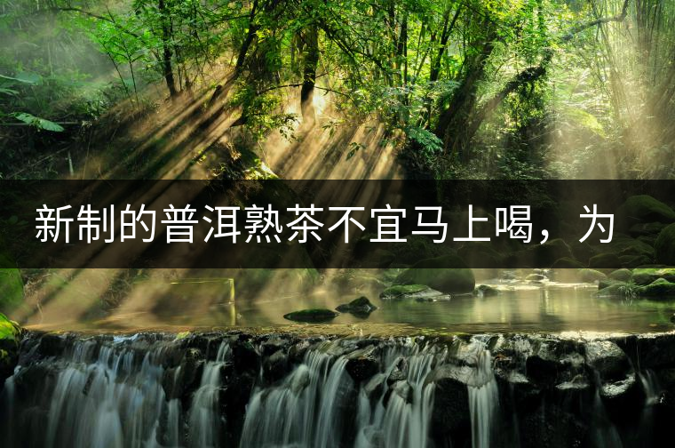 新制的普洱熟茶不宜馬上喝，為什么？