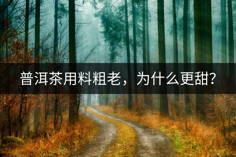 普洱茶用料粗老，為什么更甜？