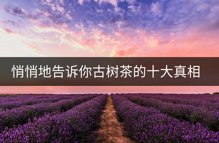 悄悄地告訴你古樹茶的十大真相，就不怕交學(xué)費了