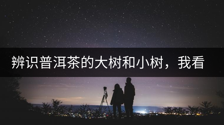 辨識普洱茶的大樹和小樹，我看這篇最靠譜