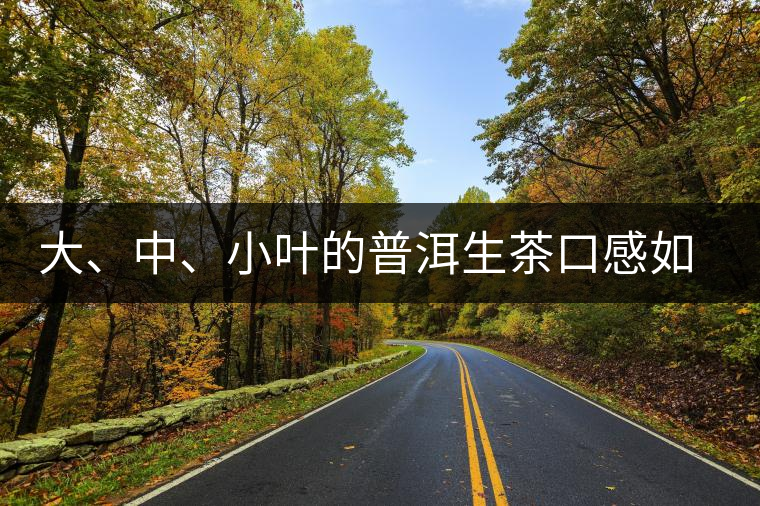 大、中、小葉的普洱生茶口感如何辨別？