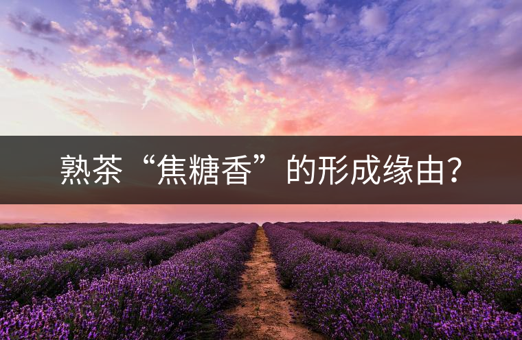 熟茶“焦糖香”的形成緣由？
