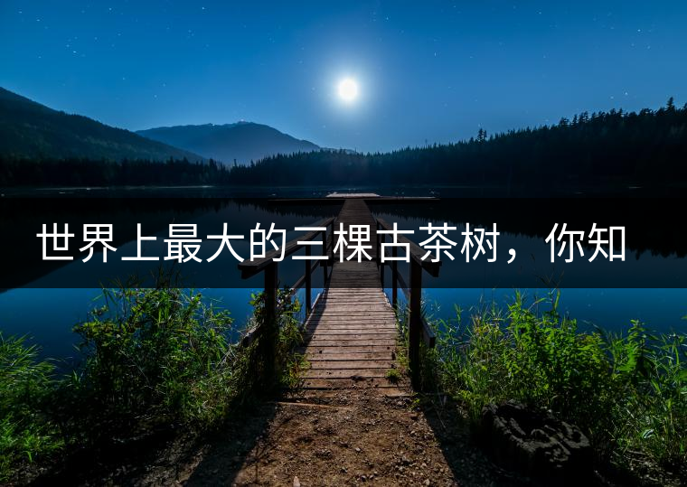 世界上最大的三棵古茶樹，你知道嗎？