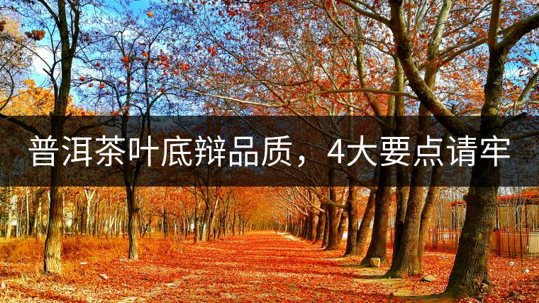 普洱茶葉底辯品質(zhì)，4大要點(diǎn)請(qǐng)牢記！