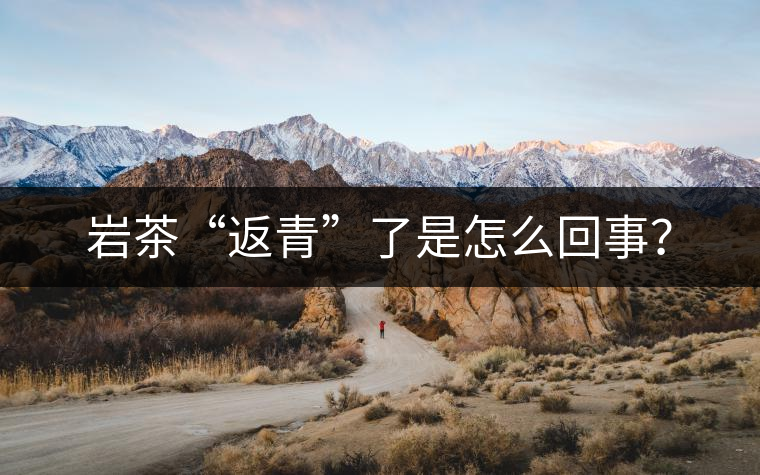 巖茶“返青”了是怎么回事？