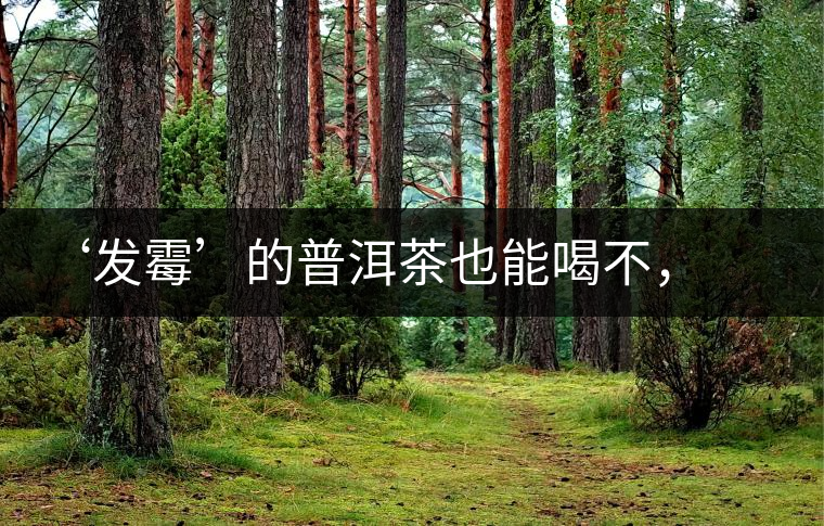 ‘發(fā)霉’的普洱茶也能喝不，看科學(xué)解釋
