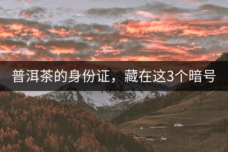 普洱茶的身份證，藏在這3個暗號中