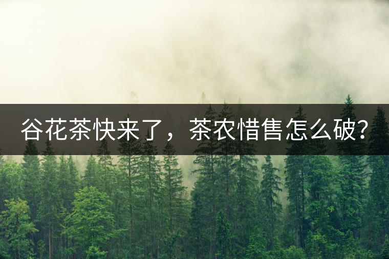 谷花茶快來了，茶農(nóng)惜售怎么破？